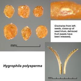   Fruit, seeds:   Hygrophila polysperma ; Photo by J. Scher, Federal Noxious Weed Disseminules of the US
